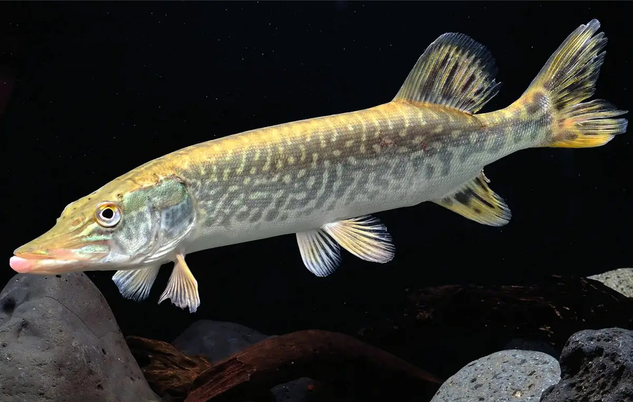 Brochet