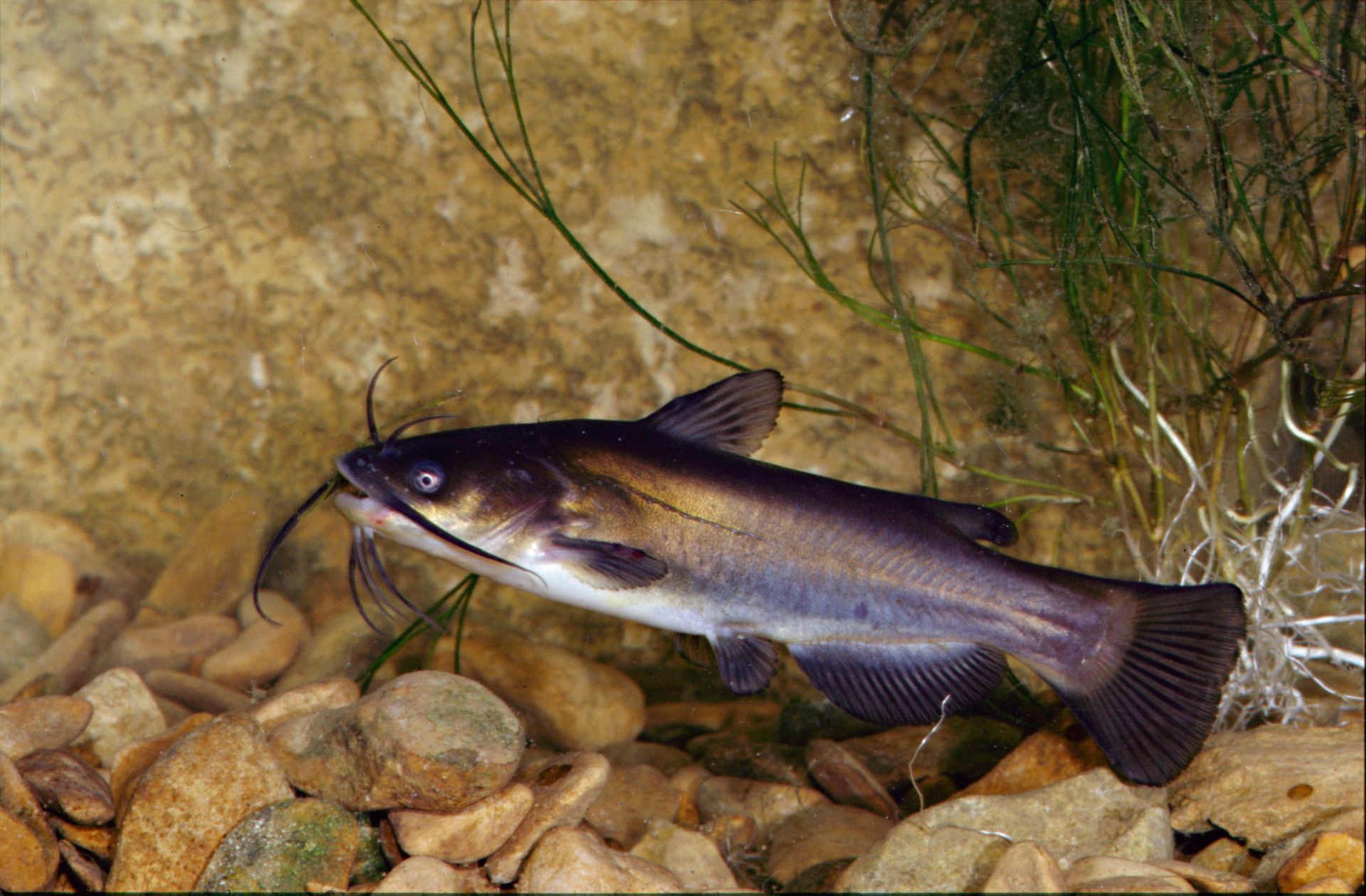 Poisson-chat