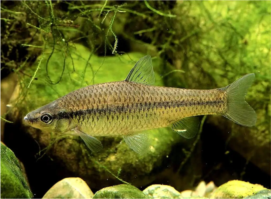 Goujon de chine