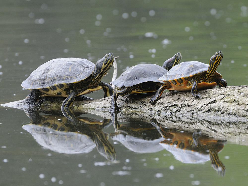 Tortue de Floride