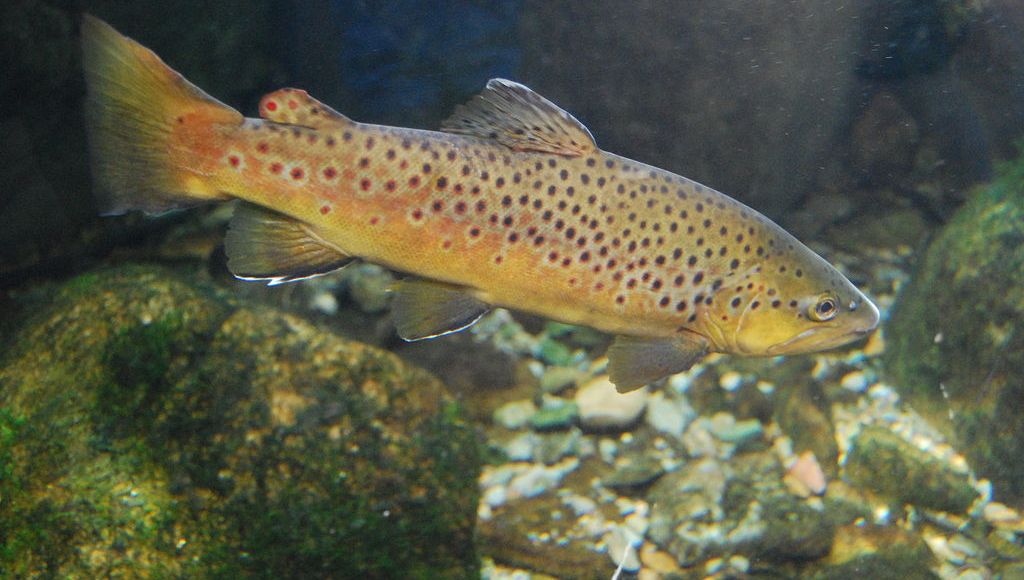 Truite fario