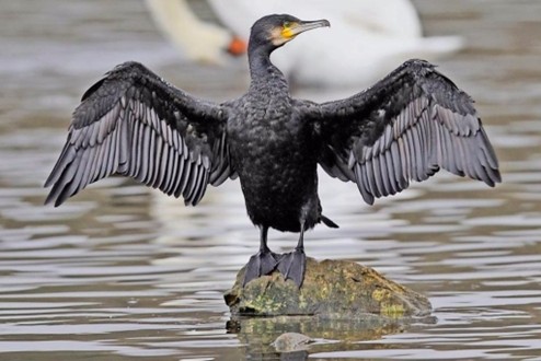 Comptage des cormorans
